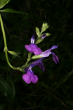 Salvia coahuilensis RCP8-10 104.jpg